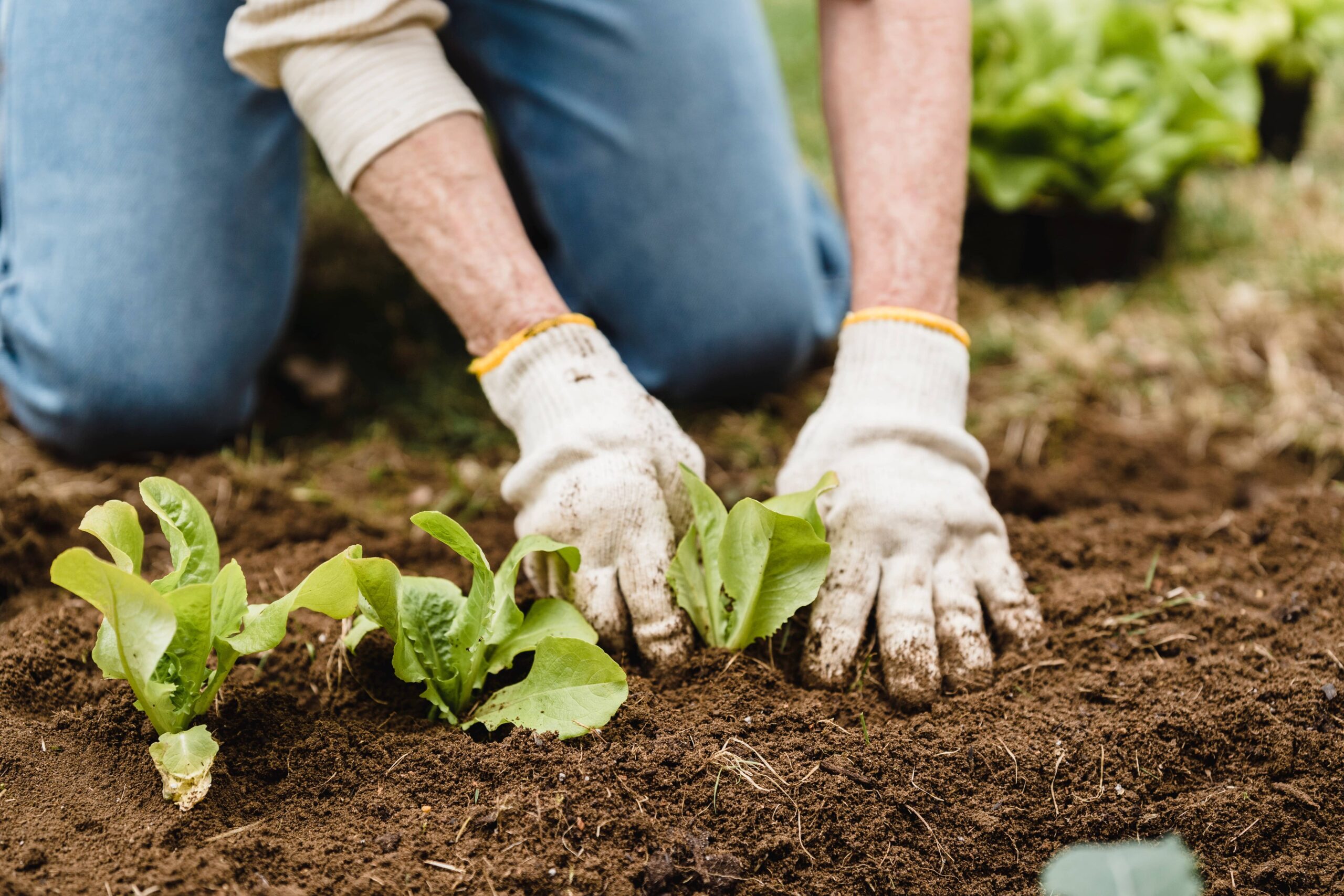 Une personne qui s'occupe de plantations dans un champ