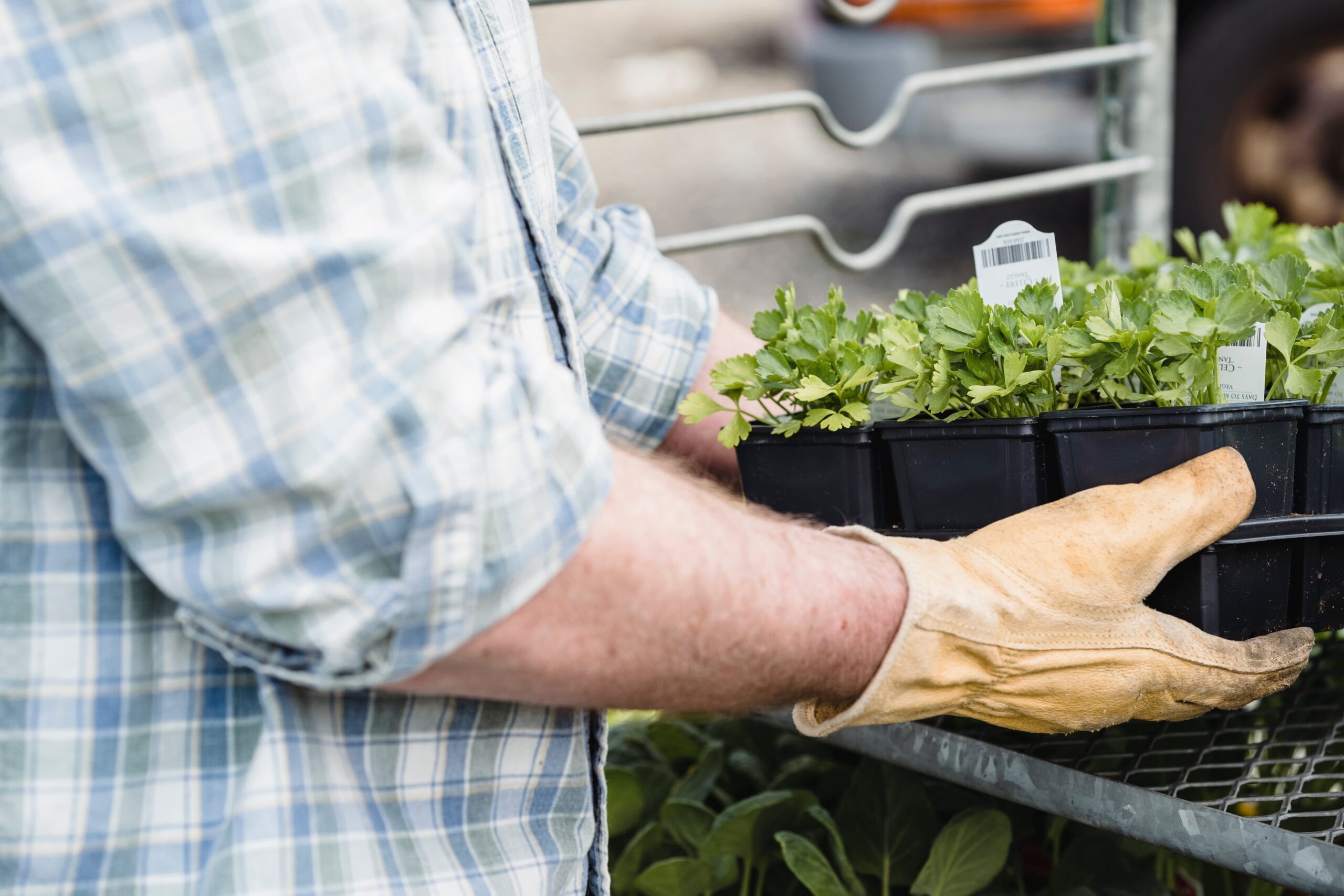 Homme déplaçant des plantes sous une serre
