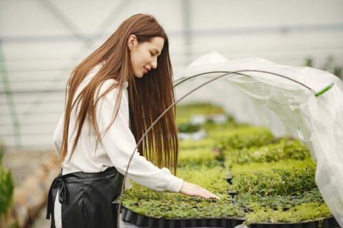 Personnes s'occupant de cultures sous une serre