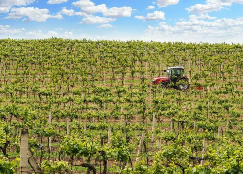 tracteur passant dans un vignoble