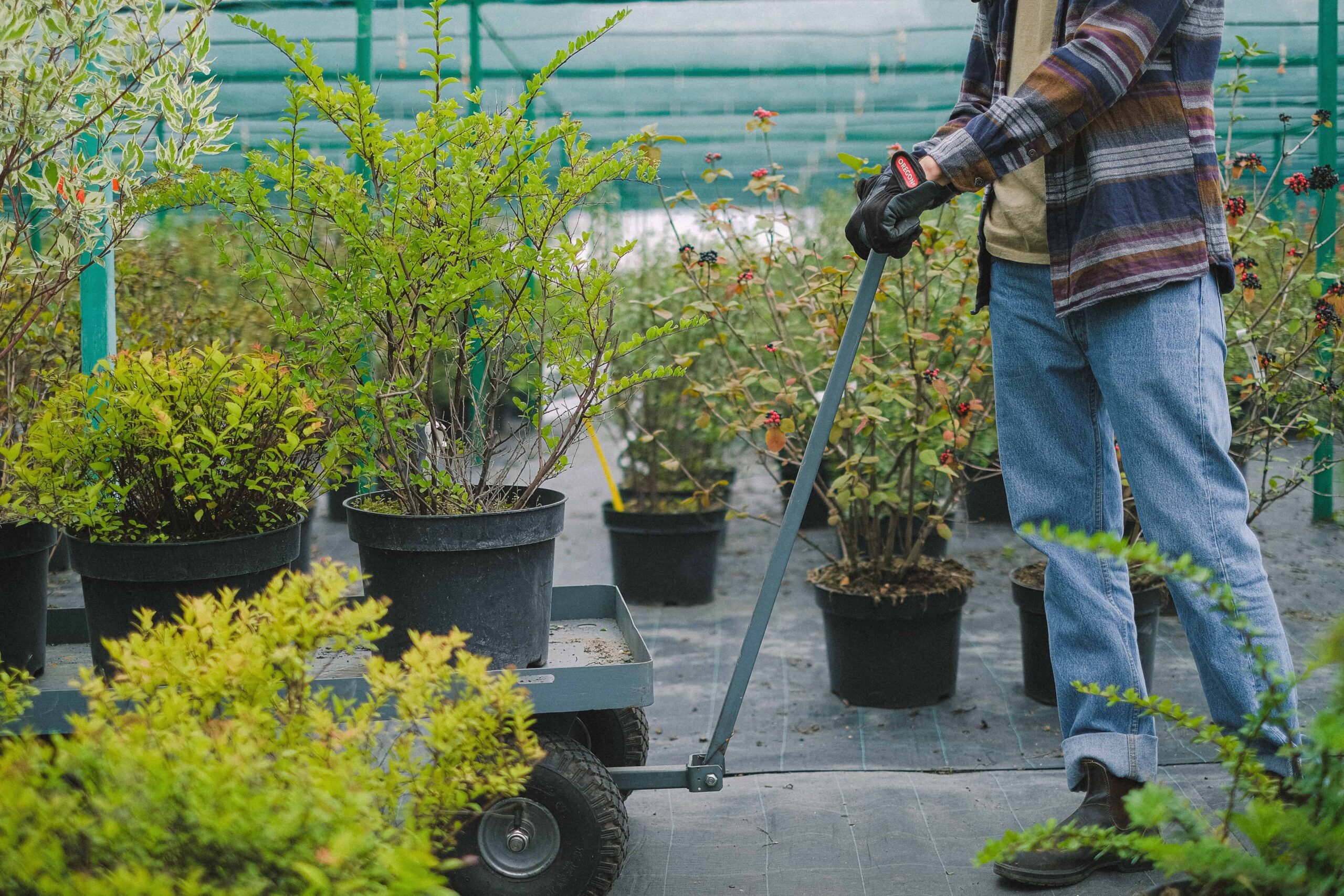 Femme déplaçant des plantes avec un chariot sous une serre